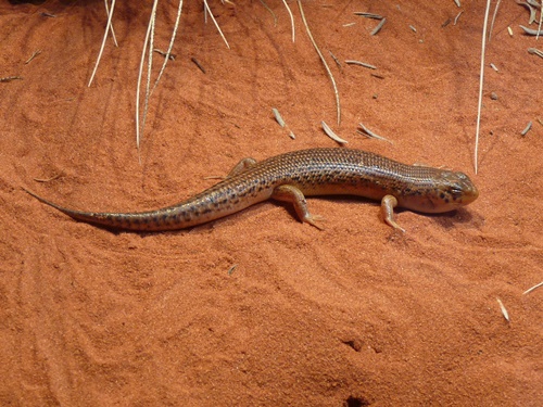 Desert Skink